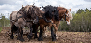 Je bent geen werkpaard