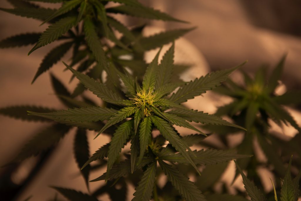 De do’s-and-don’ts inzake cannabisgebruik op het werk green cannabis plant De campagne 'Use Your Head' informeert (jong)volwassenen over verantwoord cannabisgebruik na een onderzoek waaruit bleek dat meer dan 20% van de taxichauffeurs regelmatig onder invloed van cannabis rijdt.