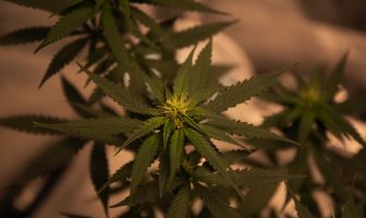 De do’s-and-don’ts inzake cannabisgebruik op het werk