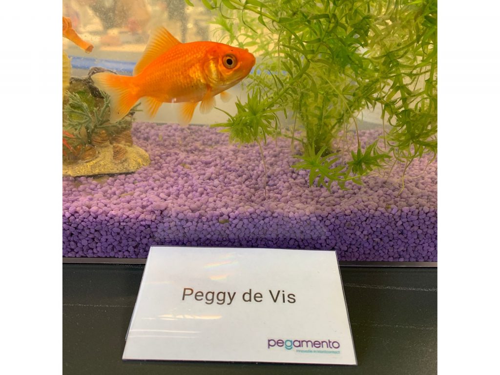 ‘Fish on Wheels’ Peggy maakt tekening voor KWF Peggy de vis | Pegamento heeft ‘Fish on Wheels’ Peggy een tekening laten maken. Het concept ging eerder viral en trok de aandacht van Elon Musk. Het bedrijf uit Zeist realiseerde dit met een installatie die is gebaseerd op beeldherkenning. Zo laat Pegamento zien dat beeldherkenning breder kan worden ingezet dan alleen voor automatisering of informatieverzameling. De tekening wordt geveild voor KWF Kankerbestrijding.